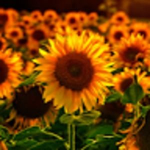 Meet your Posher, Lila